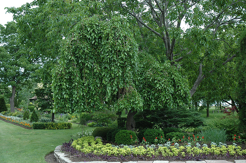 Weeping Mulberry (Morus alba 'Pendula') at Plants Unlimited