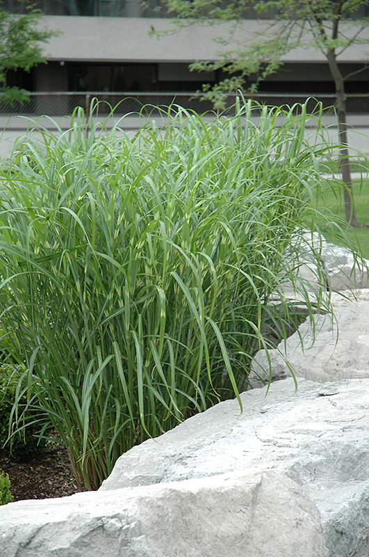 Zebra Grass (Miscanthus sinensis 'Zebrinus') at Plants Unlimited