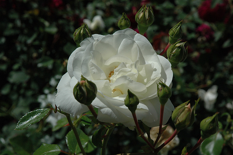 White Dawn Rose (Rosa 'White Dawn') at Plants Unlimited