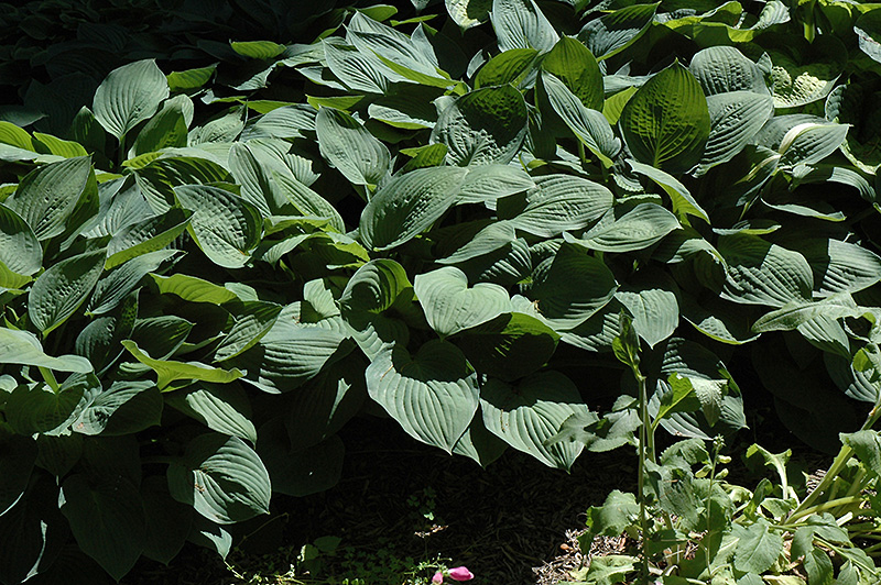 Hyacinthina Hosta (Hosta fortunei 'Hyacinthina') at Plants Unlimited