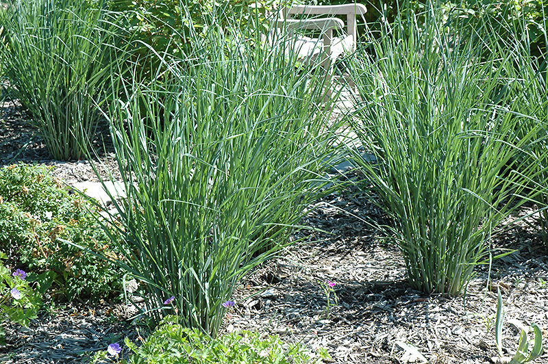 Cloud Nine Switch Grass (Panicum virgatum 'Cloud Nine') at Plants Unlimited