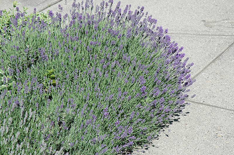 Munstead Lavender (Lavandula angustifolia 'Munstead') at Plants Unlimited