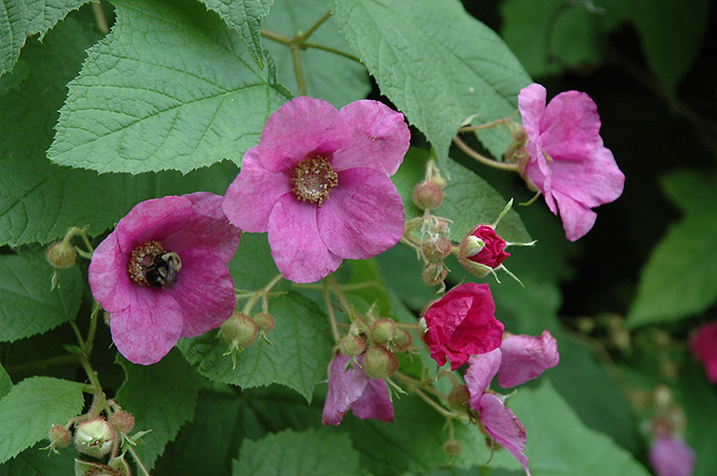 Flowering Raspberry (Rubus odoratus) at Plants Unlimited