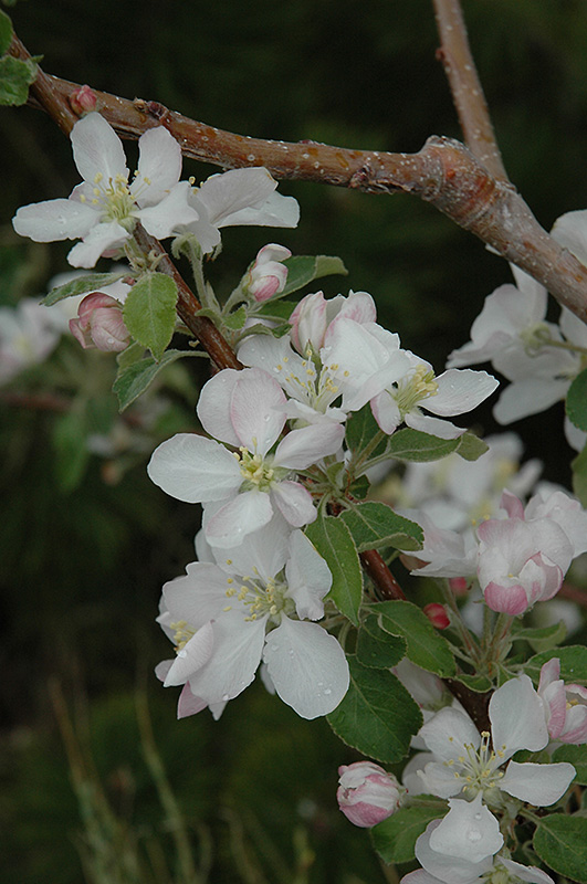 Pink Lady Apple (Malus 'Pink Lady') at Plants Unlimited