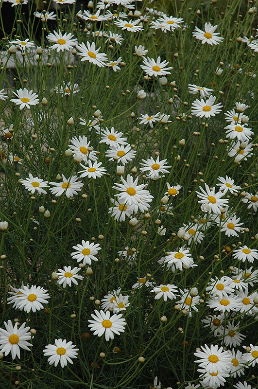 Marguerite Daisy (Argyranthemum gracile) at Plants Unlimited