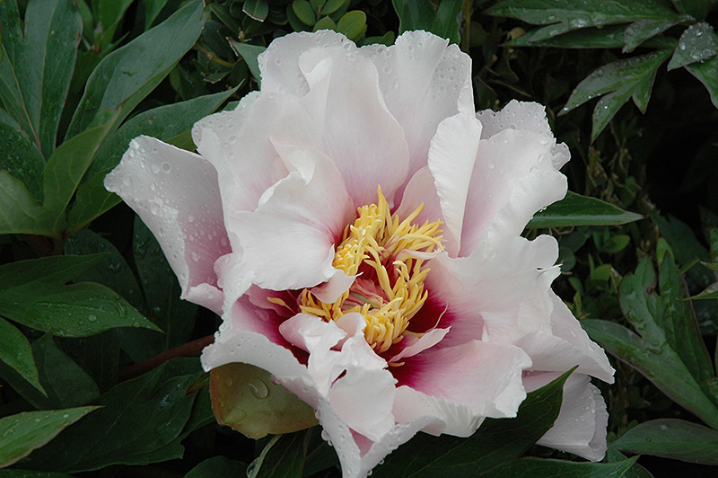 Cora Louise Peony (Paeonia 'Cora Louise') at Plants Unlimited