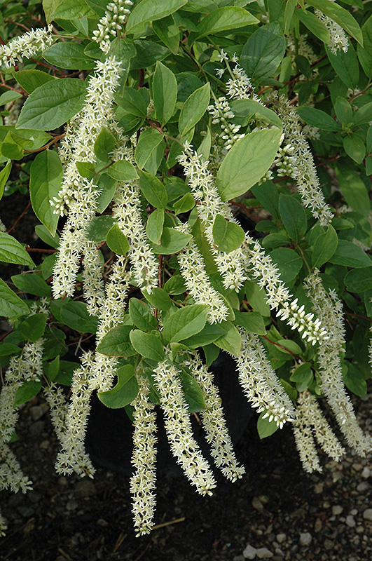 Little Henry Virginia Sweetspire (Itea virginica 'Sprich') at Plants Unlimited