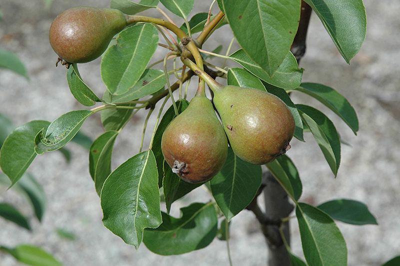 Moonglow Pear (Pyrus communis 'Moonglow') at Plants Unlimited