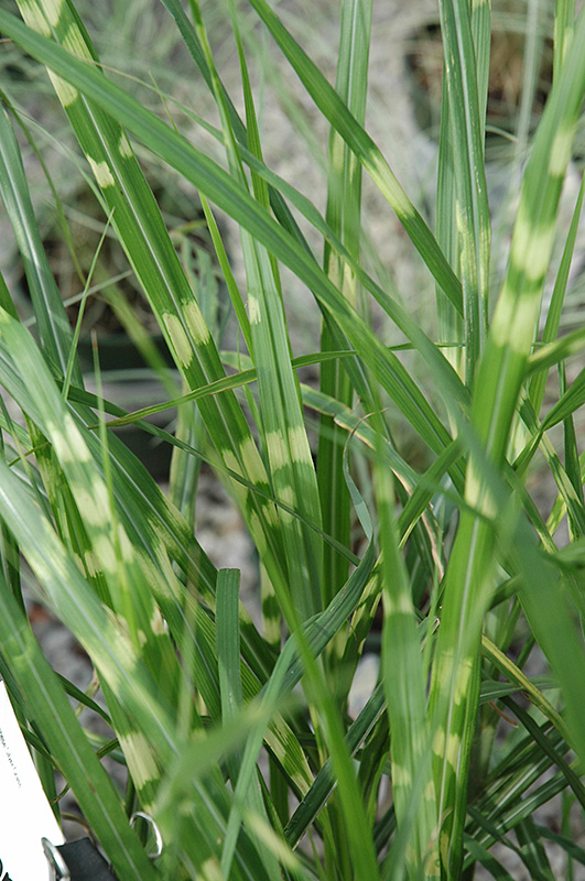 Porcupine Grass (Miscanthus sinensis 'Porcupine') at Plants Unlimited