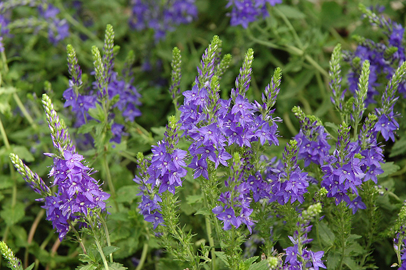 Crater Lake Blue Speedwell (Veronica austriaca 'Crater Lake Blue') at Plants Unlimited