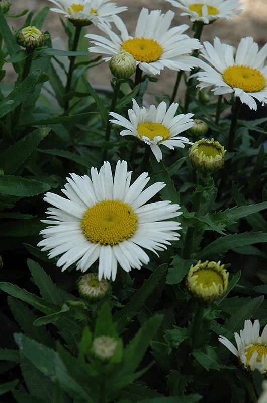 Snow Lady Shasta Daisy (Leucanthemum x superbum 'Snow Lady') at Plants Unlimited