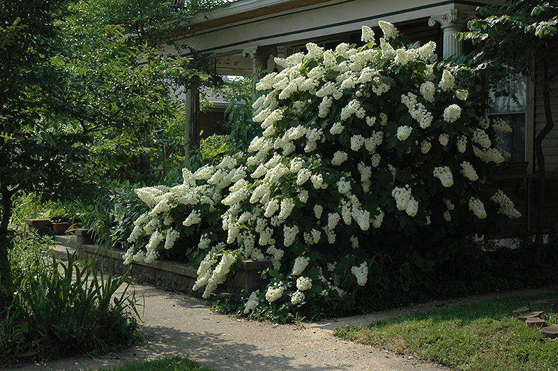 Snowflake Hydrangea (Hydrangea quercifolia 'Snowflake') at Plants Unlimited