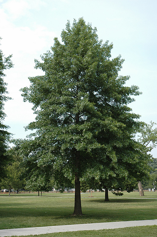 Pin Oak (Quercus palustris) at Plants Unlimited