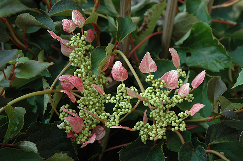 Rosea Hydrangea Vine (Schizophragma hydrangeoides 'Rosea') at Plants Unlimited