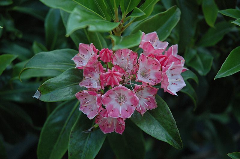 Olympic Fire Mountain Laurel (Kalmia latifolia 'Olympic Fire') at Plants Unlimited