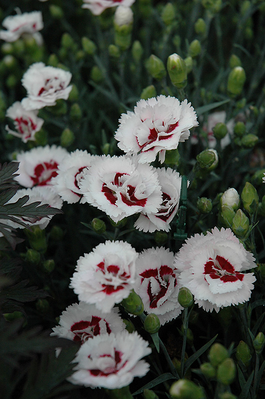 Scent First Coconut Surprise Pinks (Dianthus 'WP05Yves') at Plants Unlimited