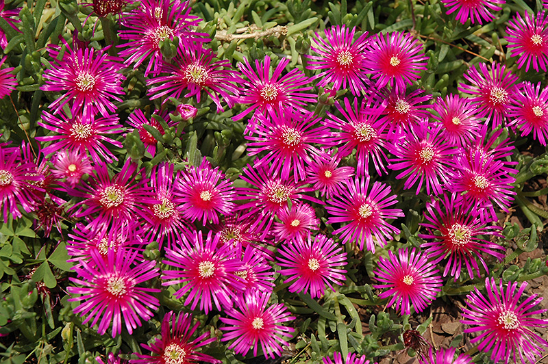 Purple Ice Plant (Delosperma cooperi) at Plants Unlimited