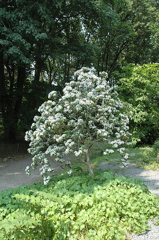 Mountain Laurel (Kalmia latifolia) at Plants Unlimited