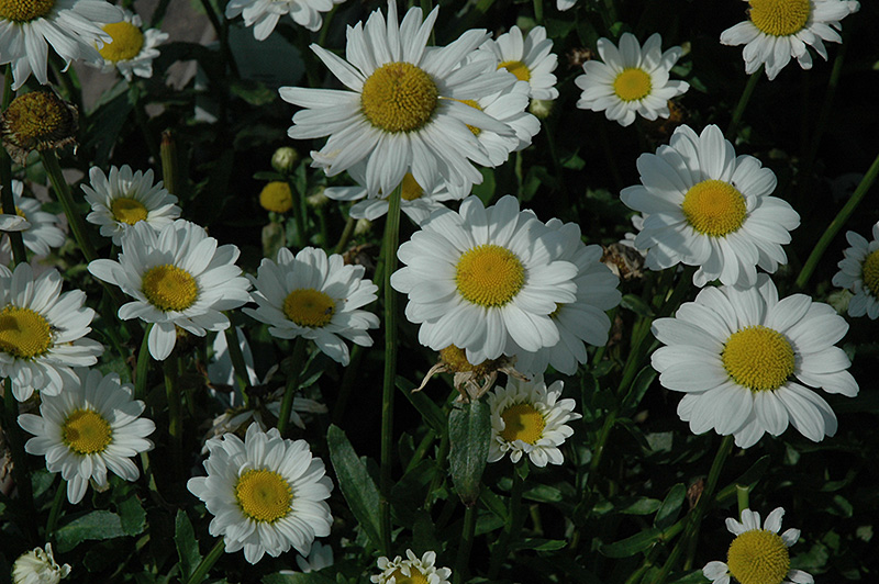 May Queen Shasta Daisy (Leucanthemum x superbum 'May Queen') at Plants Unlimited