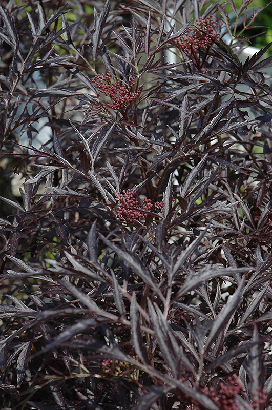 Black Lace Elder (Sambucus nigra 'Eva') at Plants Unlimited