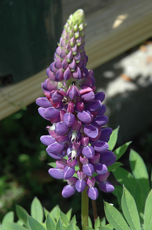 Gallery Blue Lupine (Lupinus 'Gallery Blue') at Plants Unlimited