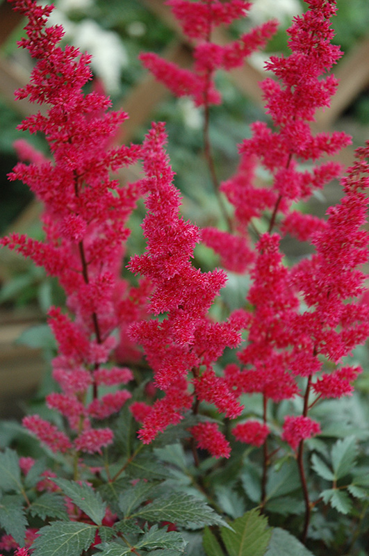 Fanal Astilbe (Astilbe x arendsii 'Fanal') at Plants Unlimited