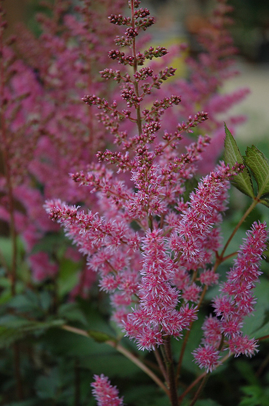 Maggie Daley Astilbe (Astilbe chinensis 'Maggie Daley') at Plants Unlimited
