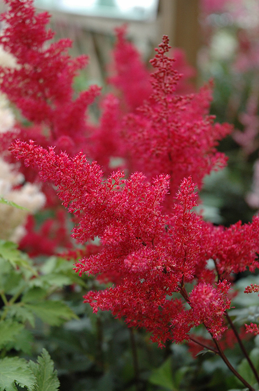 Montgomery Japanese Astilbe (Astilbe japonica 'Montgomery') at Plants Unlimited