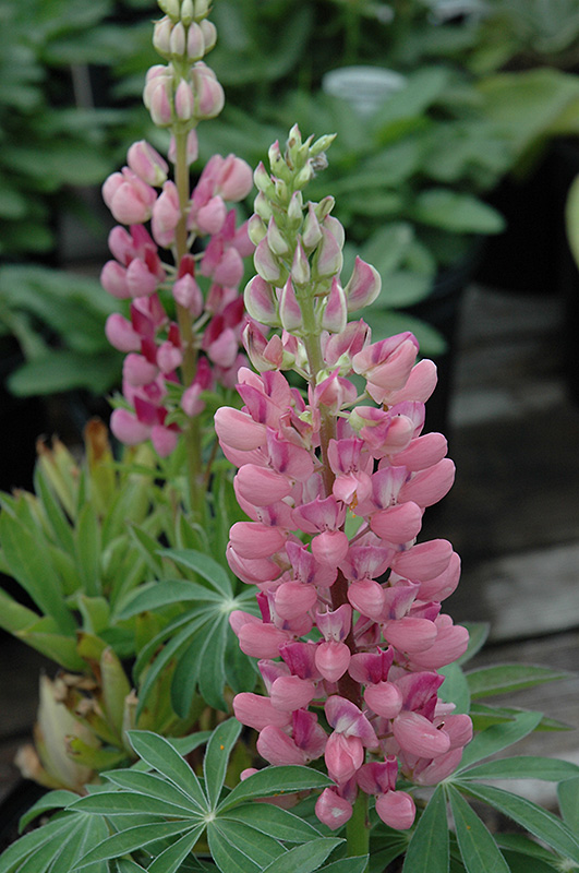 Gallery Pink Lupine (Lupinus 'Gallery Pink') at Plants Unlimited