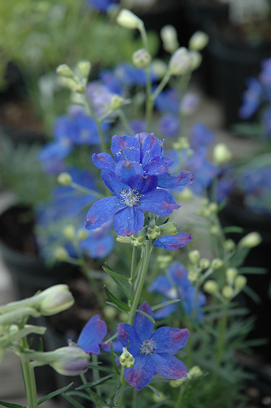 Blue Mirror Delphinium (Delphinium grandiflorum 'Blue Mirror') at Plants Unlimited