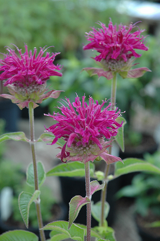 Purple Rooster Beebalm (Monarda 'Purple Rooster') at Plants Unlimited