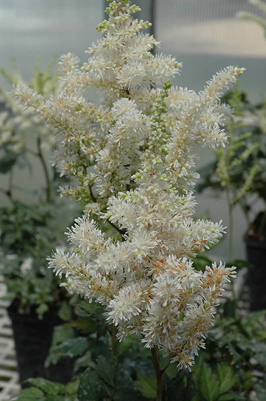 Visions In White Astilbe (Astilbe 'Visions In White') at Plants Unlimited