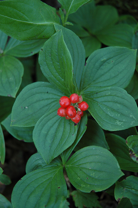 Bunchberry (Cornus canadensis) at Plants Unlimited