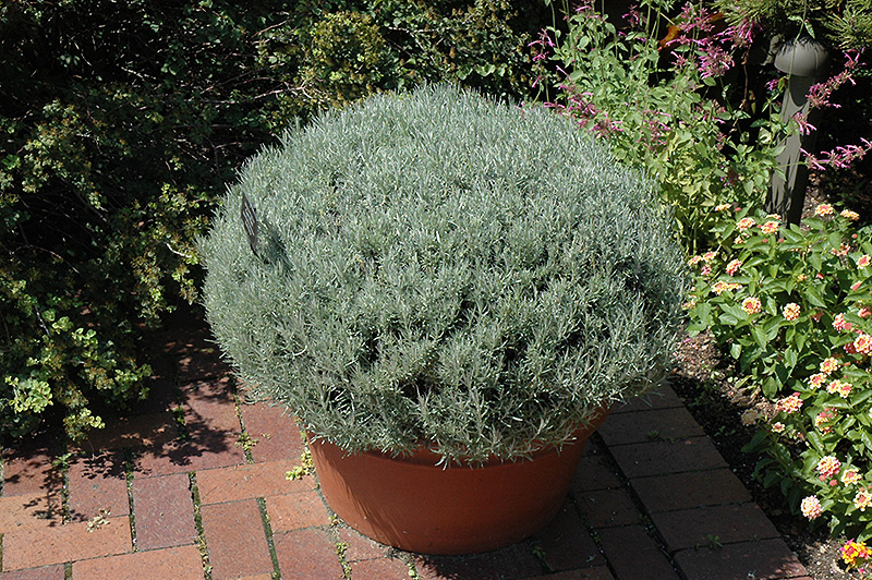 Curry Plant (Helichrysum italicum) at Plants Unlimited