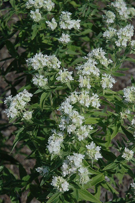 Hairy Mountain Mint (Pycnanthemum pilosum) at Plants Unlimited
