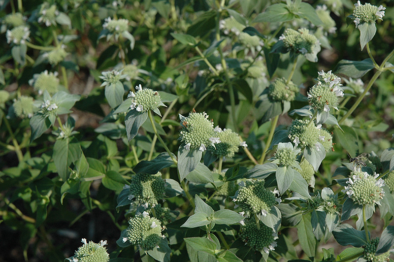 Short Toothed Mountain Mint (Pycnanthemum muticum) at Plants Unlimited