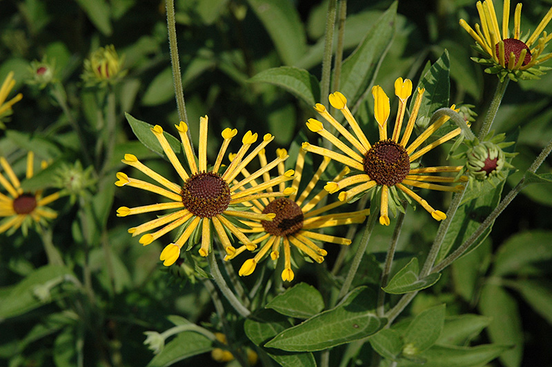 Henry Eilers Sweet Coneflower (Rudbeckia subtomentosa 'Henry Eilers') at Plants Unlimited