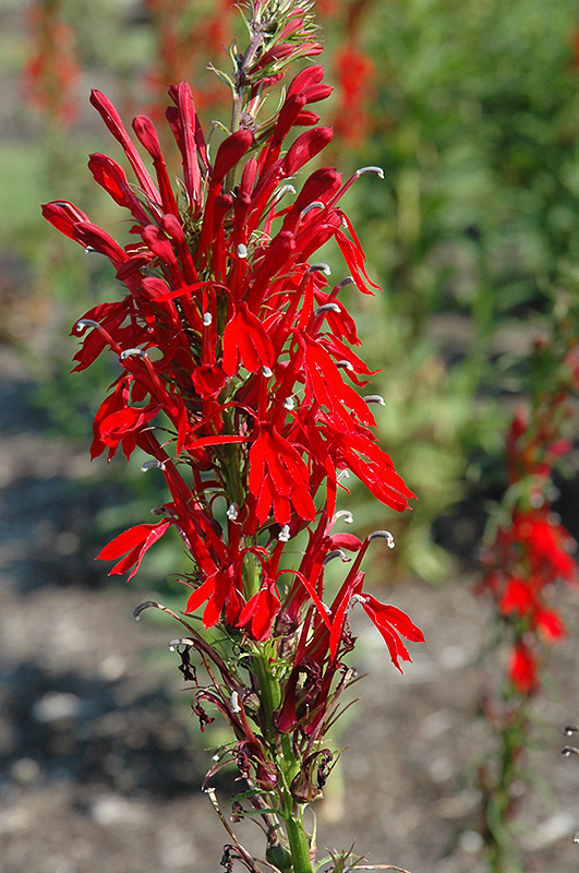 Cardinal Flower (Lobelia cardinalis) at Plants Unlimited