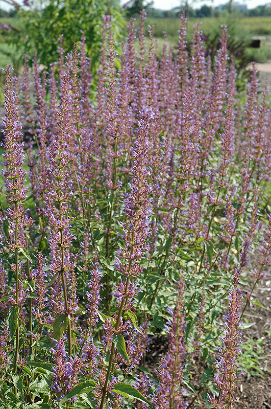 Purple Haze Hyssop (Agastache 'Purple Haze') at Plants Unlimited
