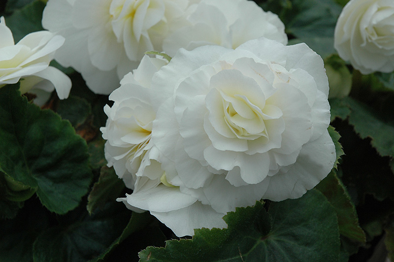 Nonstop White Begonia (Begonia 'Nonstop White') at Plants Unlimited