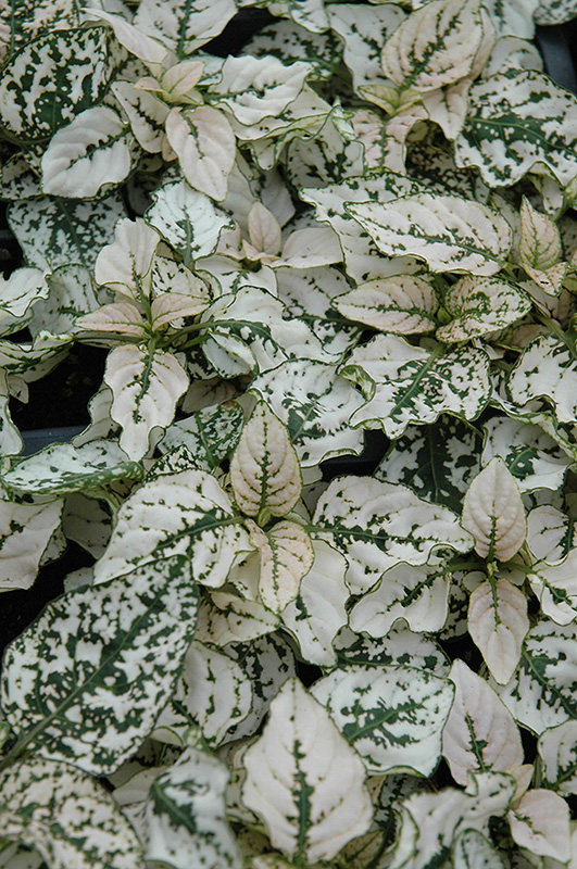 Splash Select White Polka Dot Plant (Hypoestes phyllostachya 'Splash Select White') at Plants Unlimited