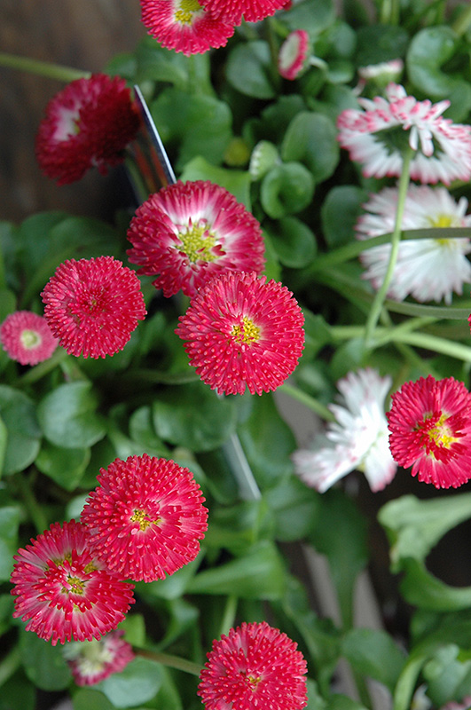 Bellisima Red English Daisy (Bellis perennis 'Bellissima Red') at Plants Unlimited