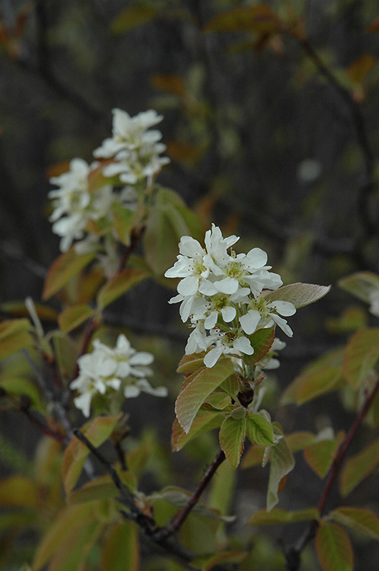 Saskatoon (Amelanchier alnifolia) at Plants Unlimited