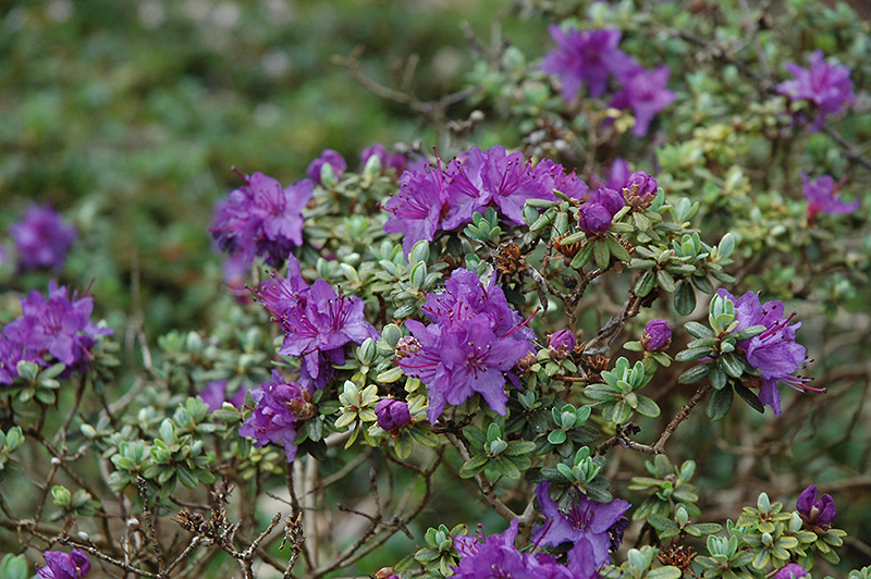 Dwarf Purple Rhododendron (Rhododendron impeditum) at Plants Unlimited