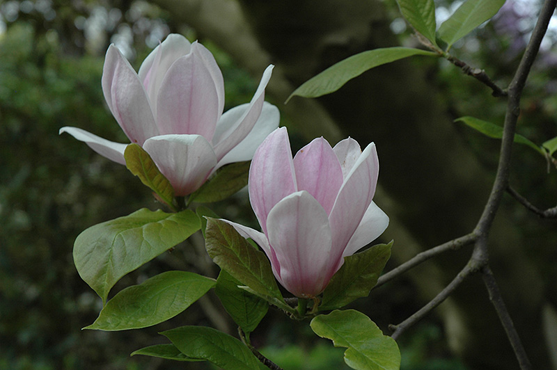 Verbanica Saucer Magnolia (Magnolia x soulangeana 'Verbanica') at Plants Unlimited