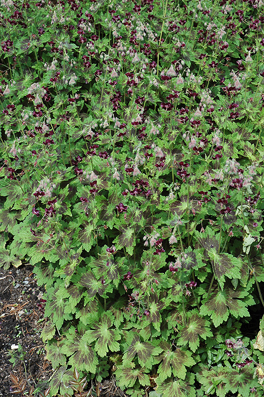 Samobor Cranesbill (Geranium phaeum 'Samobor') at Plants Unlimited