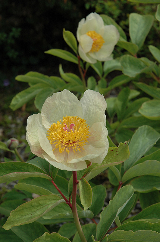 Molly-the-Witch Peony (Paeonia mlokosewitschii) at Plants Unlimited