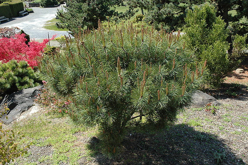 Japanese Umbrella Pine (Pinus densiflora 'Umbraculifera') at Plants Unlimited