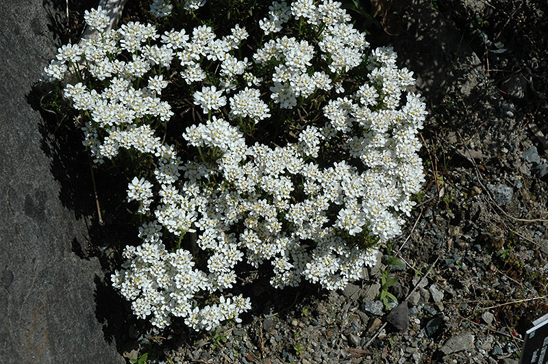 Snowflake Candytuft (Iberis sempervirens 'Snowflake') at Plants Unlimited