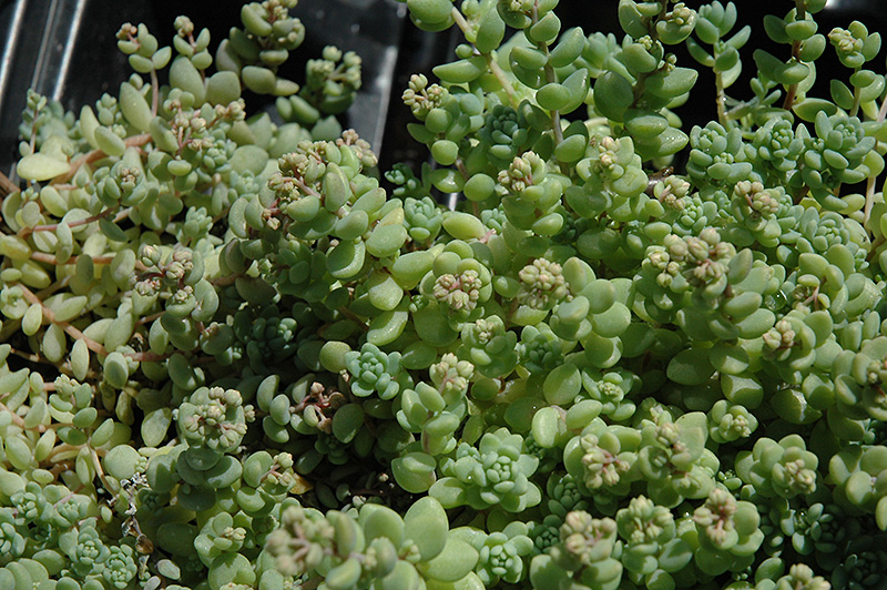Corsican Stonecrop (Sedum dasyphyllum 'var. major') at Plants Unlimited